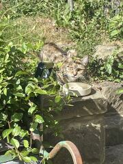 There is a kitten living in my garden