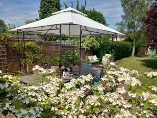 Plants for pots in South facing garden