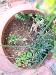 Can you identify my herbs?