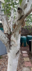 Silver birch help!