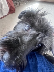 Adolescent Dog Survival Thread - for teenage dirtbags