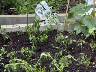 Year round Nigel Slater discussion thread Part 2