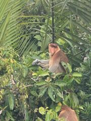 Tell me about your Borneo trips