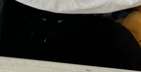 I have lost my cat inside the house