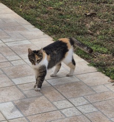 Cats in Cyprus