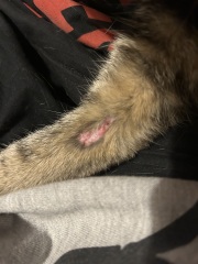 Injury on cat’s leg, should I call the emergency vet