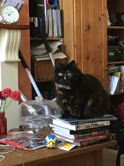 Roond and roond and up and doon - the Excellent Cats roam aboot