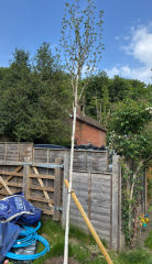 Recently planted silver birch - definitely not flourishing..