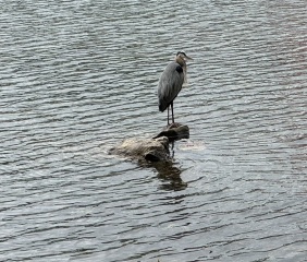 Come and tell us your dull and unexciting news 33: Calmly through the day