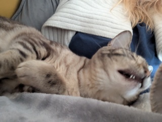 Roond and roond and up and doon - the Excellent Cats roam aboot