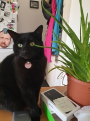 Roond and roond and up and doon - the Excellent Cats roam aboot