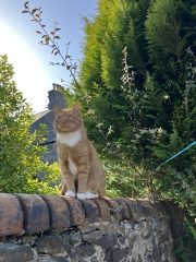 How often does your cat get stood on?
