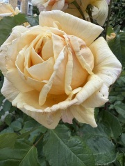 Help! Why does my rose do this every year?