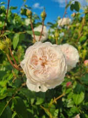 Which rose has bloomed first in your garden?