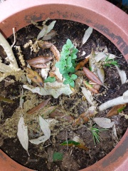 Can you identify my herbs?