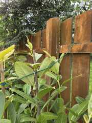 New Laurel Hedge Issues - Help Please!!