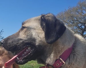 Looking for a steel/metal bath/pool for xxl dog!