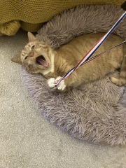 How exhausted are your cats today?