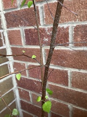 Silver birch help!