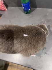 Fellow cat owners, WTF is this on my boy?!?