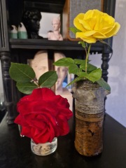 Which rose has bloomed first in your garden?