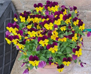 Container pots