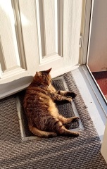 Roond and roond and up and doon - the Excellent Cats roam aboot