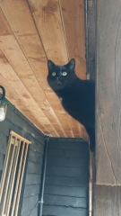 CATS!