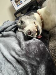 URGENT - DOG ATTACKED PARTNER **Please read OP's latest updates**  [edited by MNHQ]