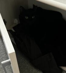 I have lost my cat inside the house