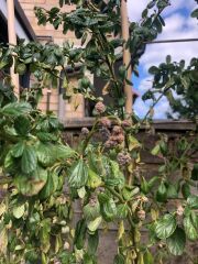 Ceanothus / californian lilac dying?