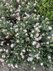 Plant ID