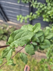 Can you help identify this plant?