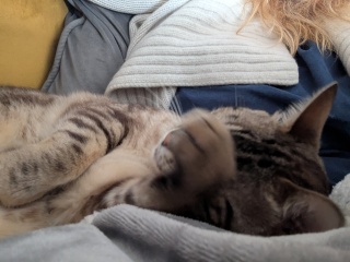 Roond and roond and up and doon - the Excellent Cats roam aboot