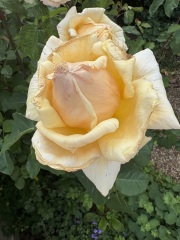 Help! Why does my rose do this every year?