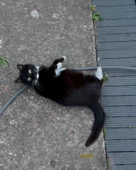 I think this cat is pregnant. What do I do?