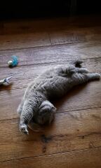 Is he underweight or too skinny for a british shorthair?