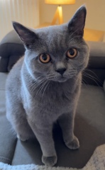 Is he underweight or too skinny for a british shorthair?