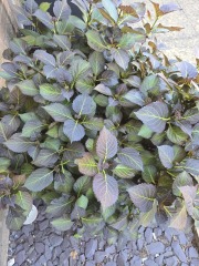 Can't recall name, flowers ? See pic
