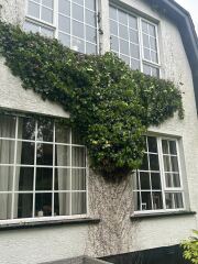 Ivy removal from front of house- hints and tips