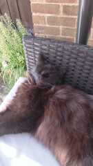 CATS!
