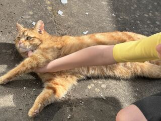 Hymns in Minor Keys & the Russian Easter Overture - the Excellent Cats ignore Culture.....