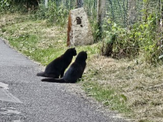 Roond and roond and up and doon - the Excellent Cats roam aboot