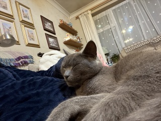 Roond and roond and up and doon - the Excellent Cats roam aboot