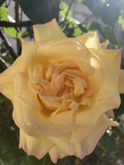 Which rose has bloomed first in your garden?