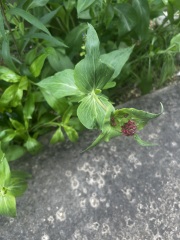 Plant ID please… can you do a better job than ChatGPT