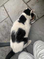 Taking on a 16 year old cat.