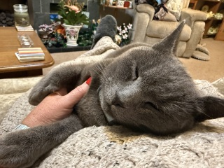 Roond and roond and up and doon - the Excellent Cats roam aboot