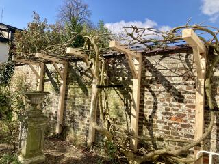 How much to prune this wisteria?