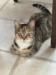 There is a kitten living in my garden